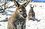 Wineglass Bay & Freycinet National Park Day Tour Amazing Price