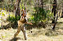 Indigenous Hunting techniques