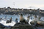 Seal Rocks